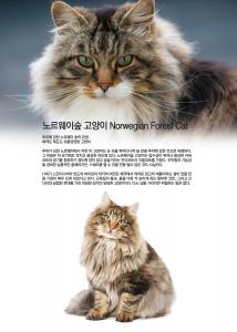 븣̽  Norwegian Forest Cat