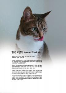ѱ   Korean Shorthair