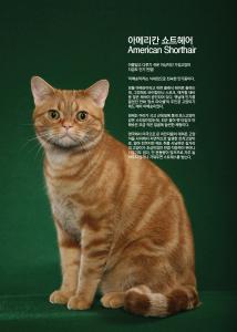 Ƹ޸ĭ Ʈ   American Shorthair