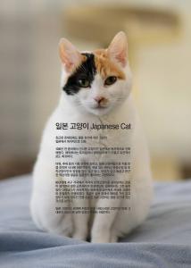 Ϻ   Japanese Cat