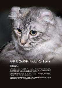 Ƹ޸ĭ  Ʈ  American Curl Shorthair